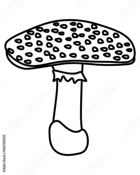 Fototapeta Fly agaric wild poisonous mushroom outline, element growing in the forest for coloring page