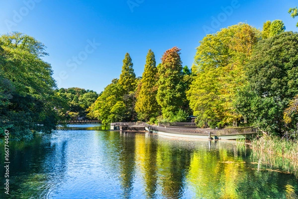 Obraz 井の頭公園の自然風景【東京都・武蔵野市－三鷹市】