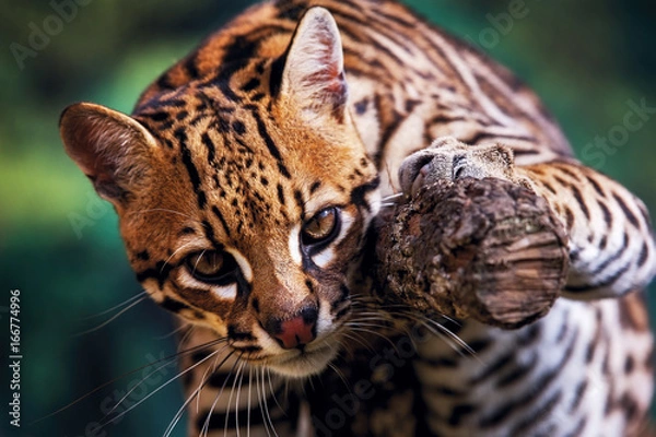 Fototapeta Ocelot