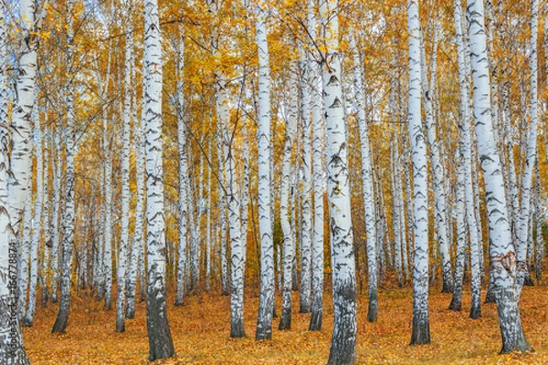 Obraz autumn birch forest