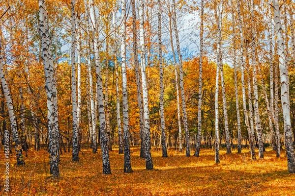 Obraz autumn birch forest
