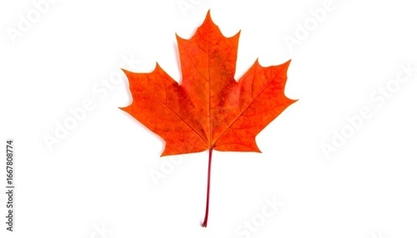 Fototapeta Vibrant autumn maple leaf