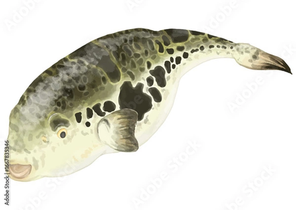 Obraz リアルなフグのイラスト(笹の飾りつけ)