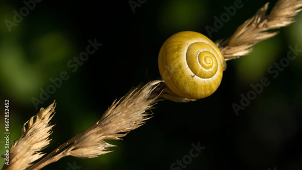 Fototapeta shell on a blade of grass