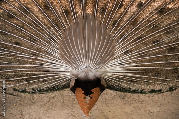 Fototapeta Peacock. Close up of peacock showing its beautiful feathers