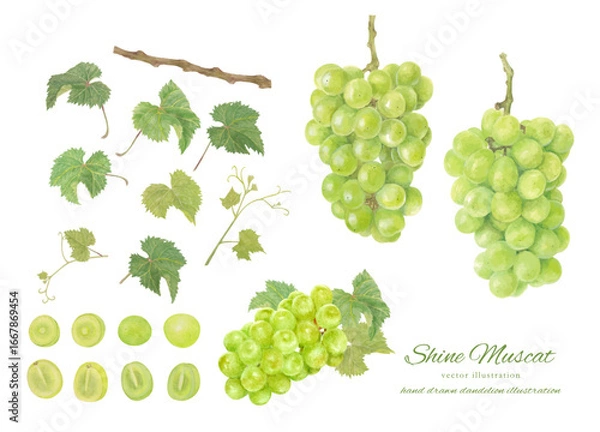 Obraz 水彩で描いたシャインマスカットのベクターイラスト
