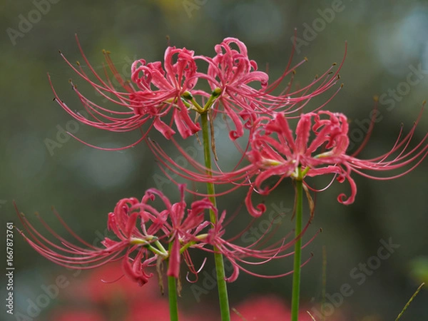 Obraz 彼岸花