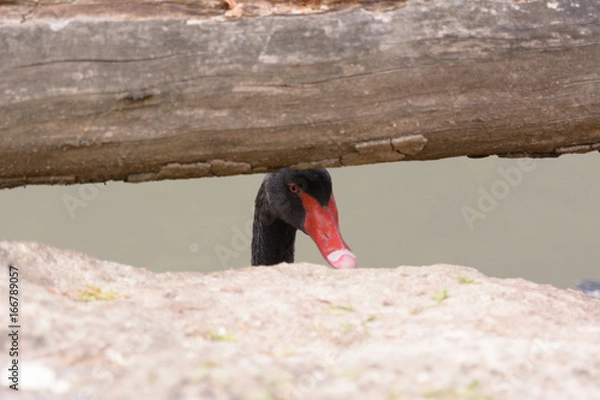 Fototapeta Curious Goose