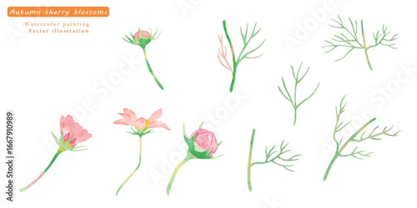 Fototapeta 水彩で描いたコスモスのベクターイラストセット