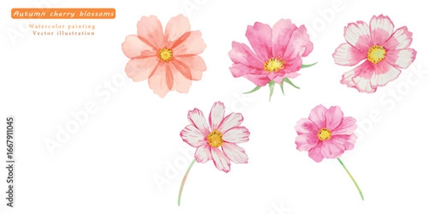 Fototapeta 水彩で描いたコスモスのベクターイラストセット