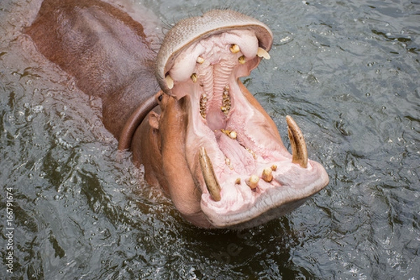 Obraz hippo