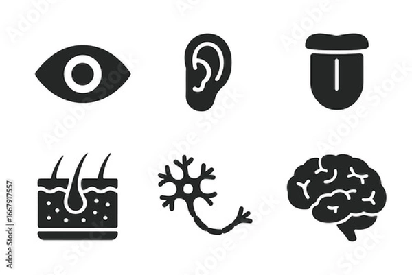 Fototapeta Sensory organs icon set. Human anatomy glyphs. Eye, ear, tongue, skin section, neuron, and brain. The five senses concept. Biology and neurology vector symbols. Solid filled icons.