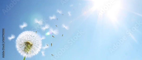 Obraz Schöne Pusteblume