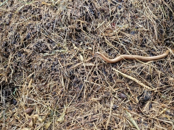 Obraz Blindschleiche