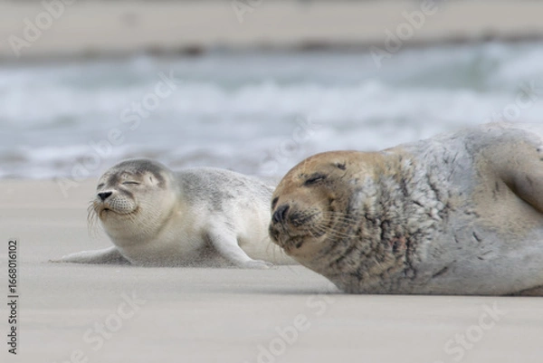 Obraz Seal resting on the beach in The Netherlands