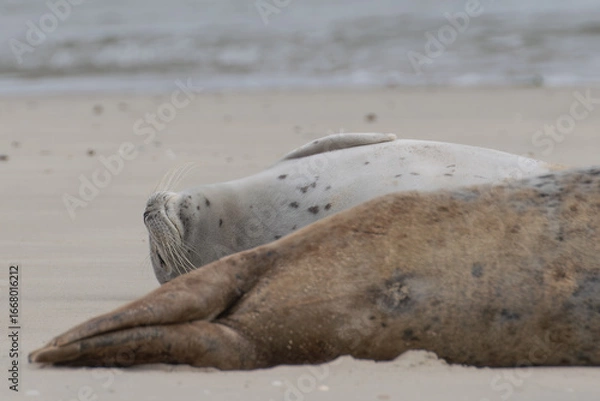 Fototapeta Seal resting on the beach in The Netherlands