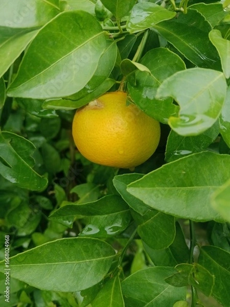 Fototapeta Orange in tree