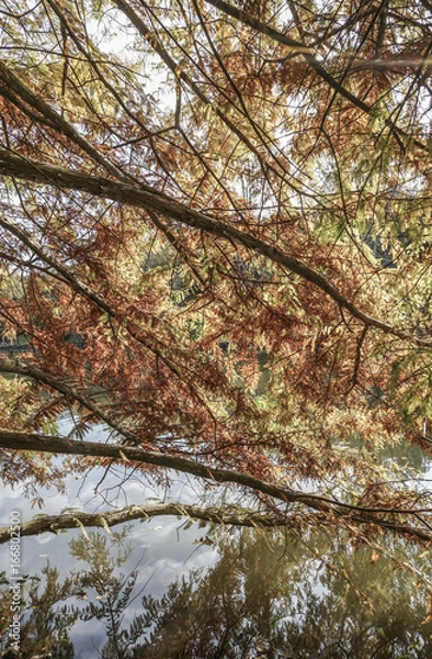 Fototapeta autumn leaves of a tree with reflection on a lake