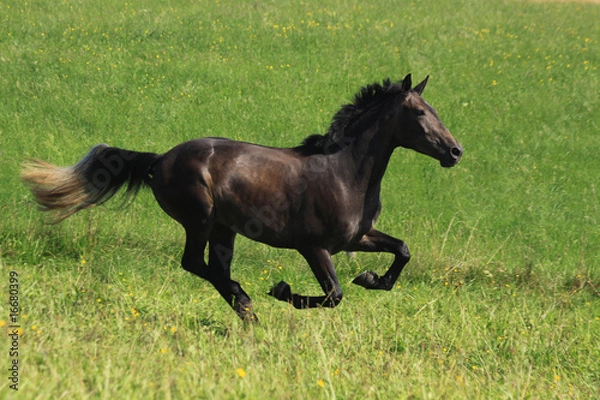 Obraz pferd - galopp