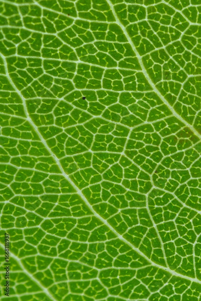 Obraz green leaf texture
