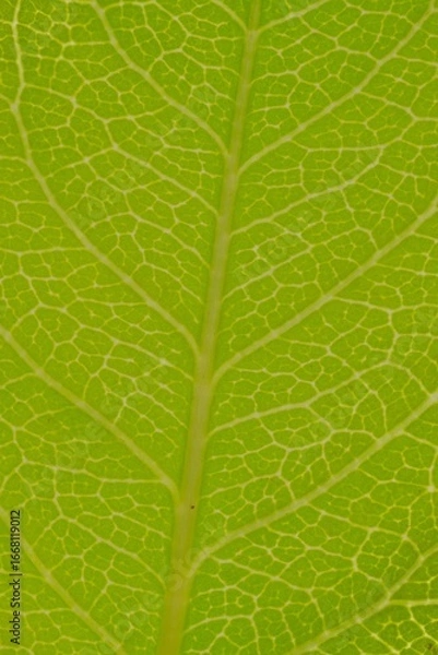 Obraz green leaf texture