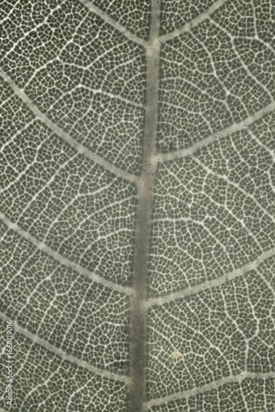 Obraz texture of leaf