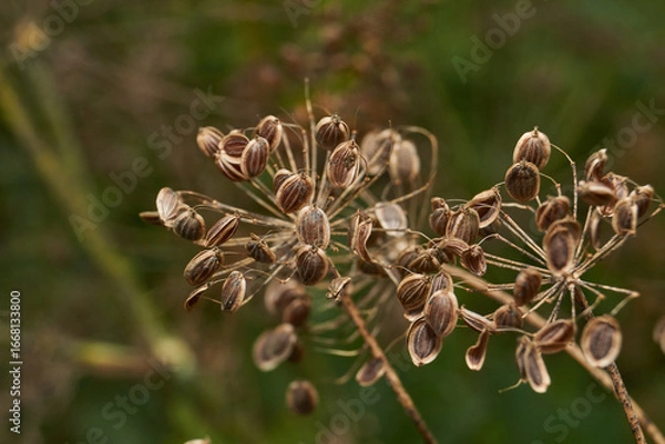 Fototapeta Close-up of mature dried dill seeds on umbellate inflorescences in the garden. Natural texture, brown seeds and a blurred green background.