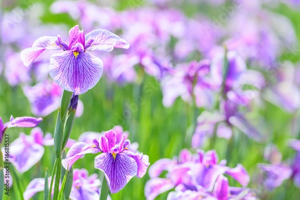 Fototapeta はなしょう