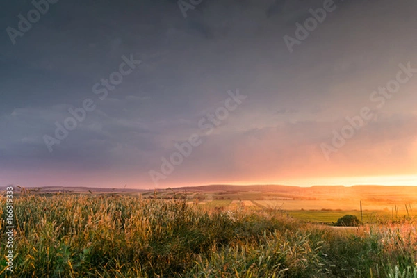 Obraz Wheat field in the sunset with a thunderstorm