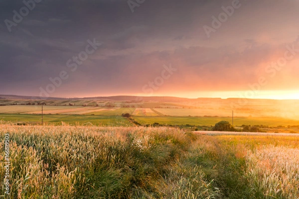 Obraz Wheat field in the sunset with a thunderstorm