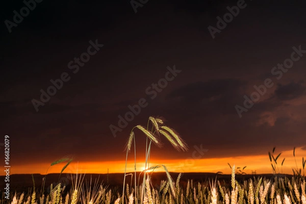 Obraz Wheat field in the sunset with a thunderstorm