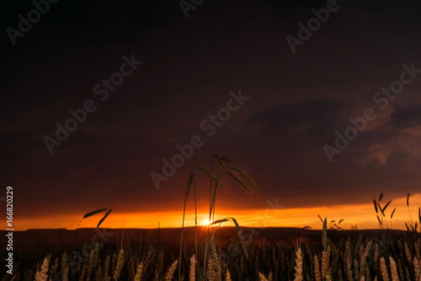 Obraz Wheat field in the sunset with a thunderstorm