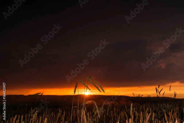 Obraz Wheat field in the sunset with a thunderstorm