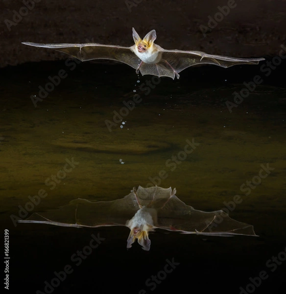 Obraz Myotis bat in flight reflected in water below