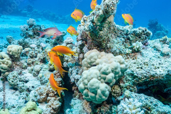 Obraz Egypt, Hurghada, Makadi Bay, Sea Goldie, Lyretail Anthias, Scalefin Anthias (Pseudanthias squamipinnis)