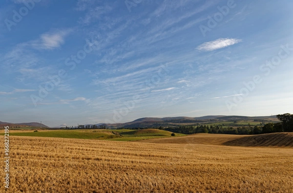Fototapeta The rolling fields and Countryside north of Edzell, with recently harvested Barley Fields catching the Early morning Golden sun.