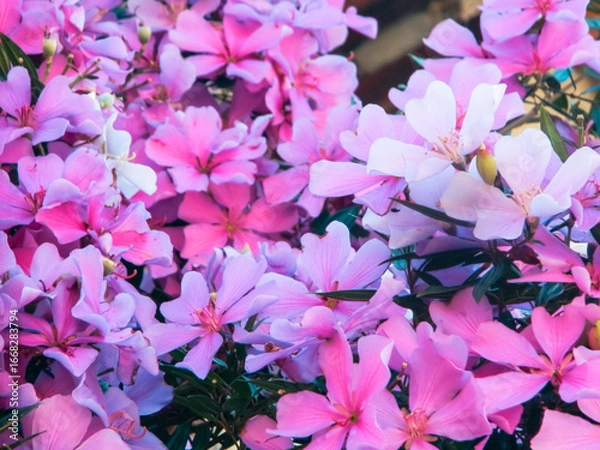Fototapeta background of flowers of Manacá- da -serra tree with pink and purple and white colors and blurred background
