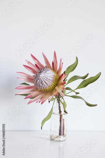 Fototapeta King Protea