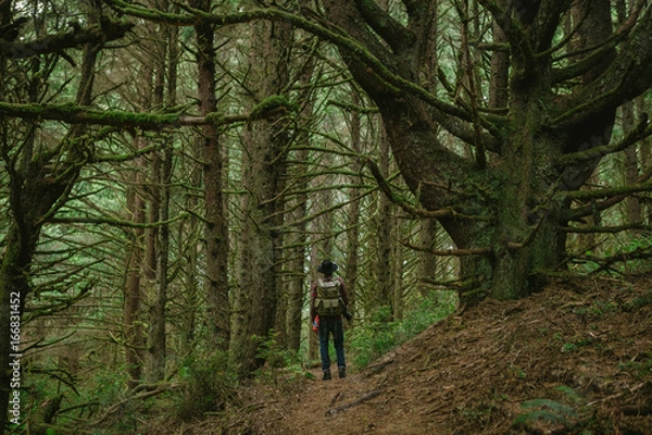 Obraz Lost in the forest