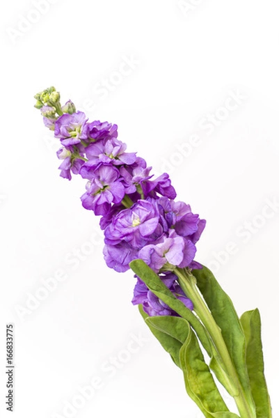 Obraz Purple Flowers