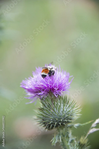 Obraz Purple Thistle & Bee
