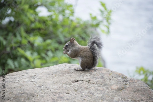 Obraz Squirrel on a Rock
