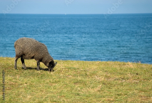 Fototapeta sheep eating grass