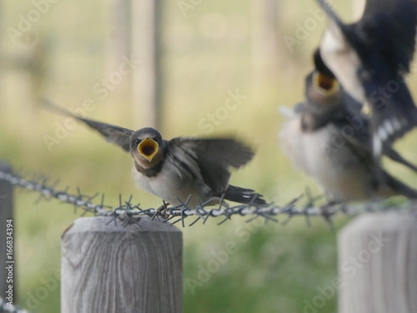 Fototapeta Junge Schwalbe
