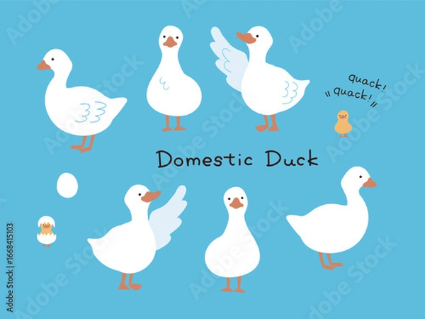 Obraz 白い手描きのアヒルのイラストセット