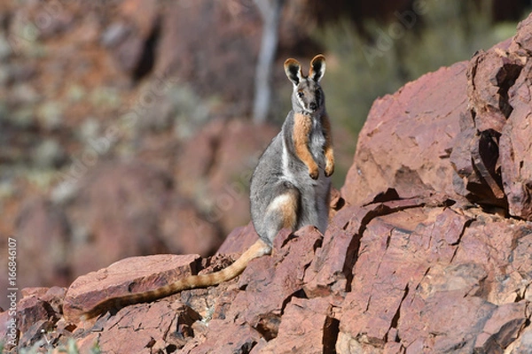 Fototapeta Rock Wallaby z żółtą stopą