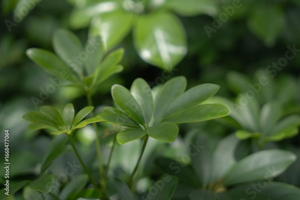 Obraz Plant specific