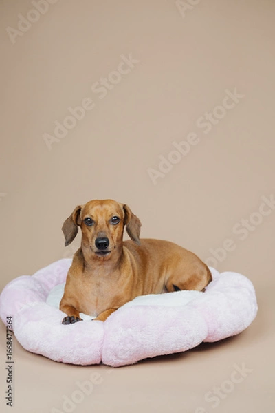Fototapeta Brown dachshund dog resting in a pink plush bed on a plain background