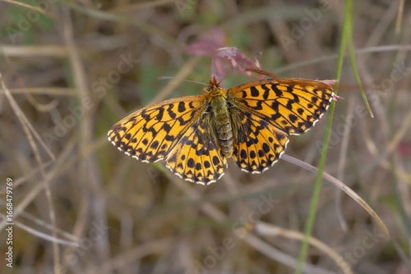 Obraz Kleiner Perlmuttfalter
