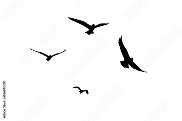 Obraz seagull silhouette on white background.